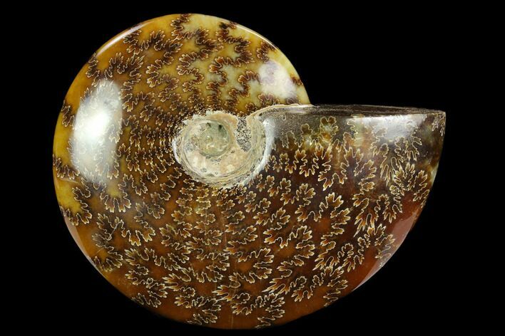 Polished Ammonite (Cleoniceras) Fossil - Madagascar #127210